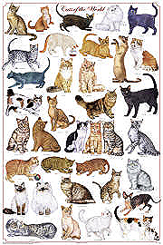 Cats of the World Poster