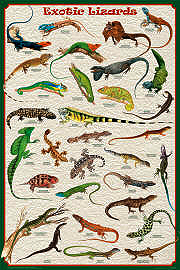 Exotic Lizards