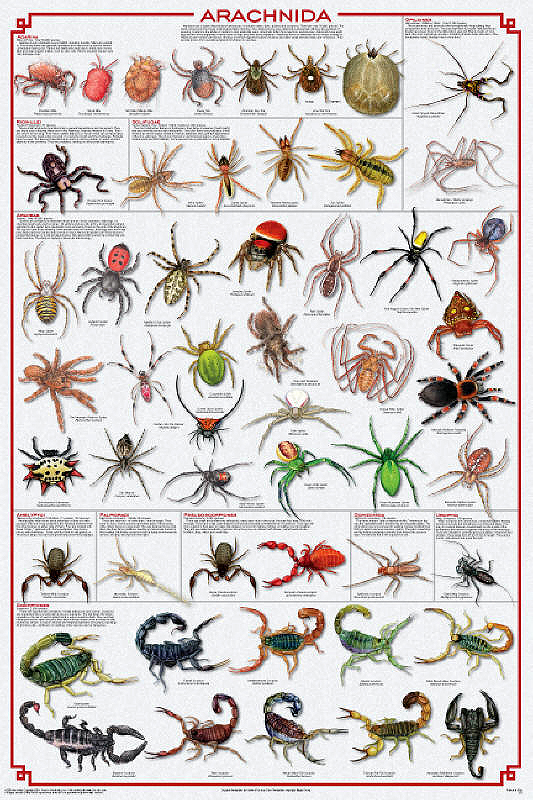 Arachnid Poster