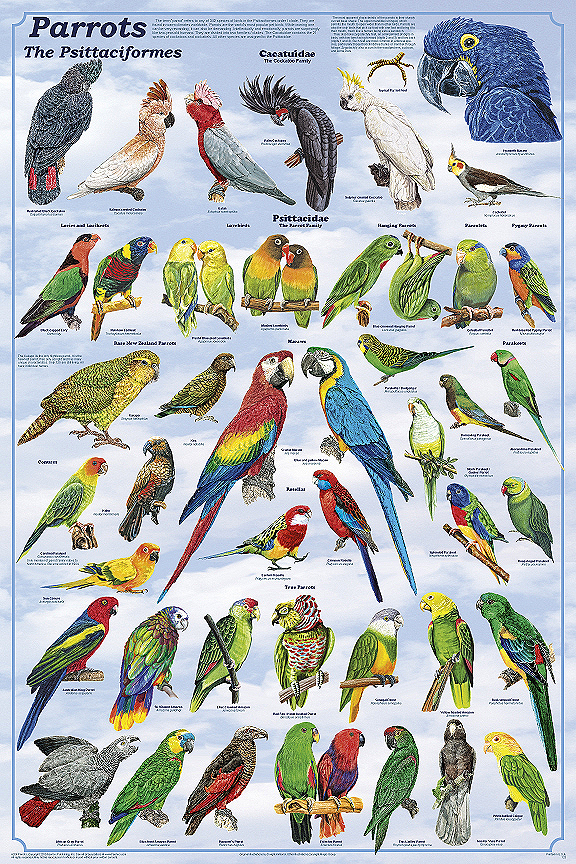 Parrots Poster