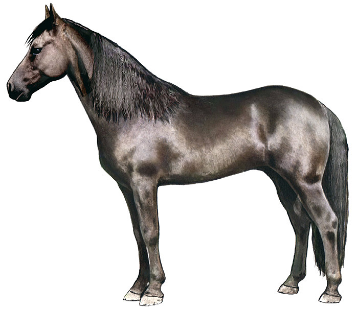 Tennessee Walker Horse