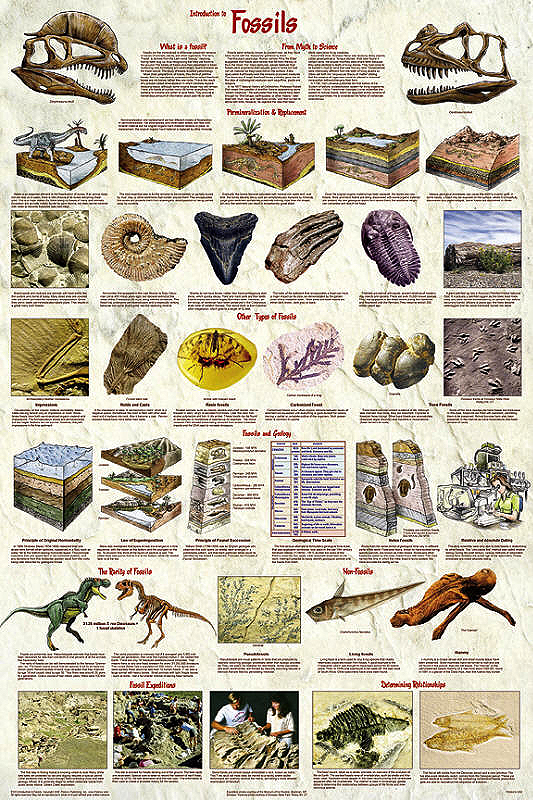 Fossils Poster