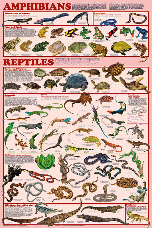 Amphibian And Reptile Poster By Feenixx Educational