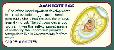 amniote egg