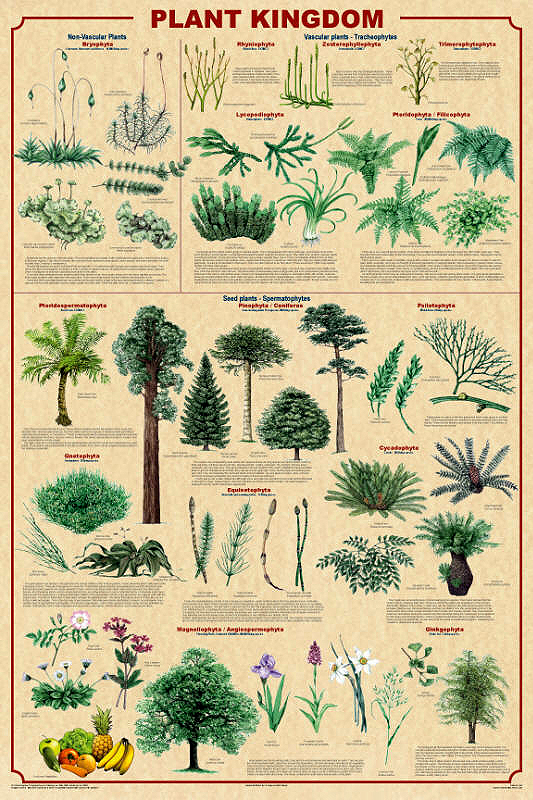 Plant Kingdom Chart