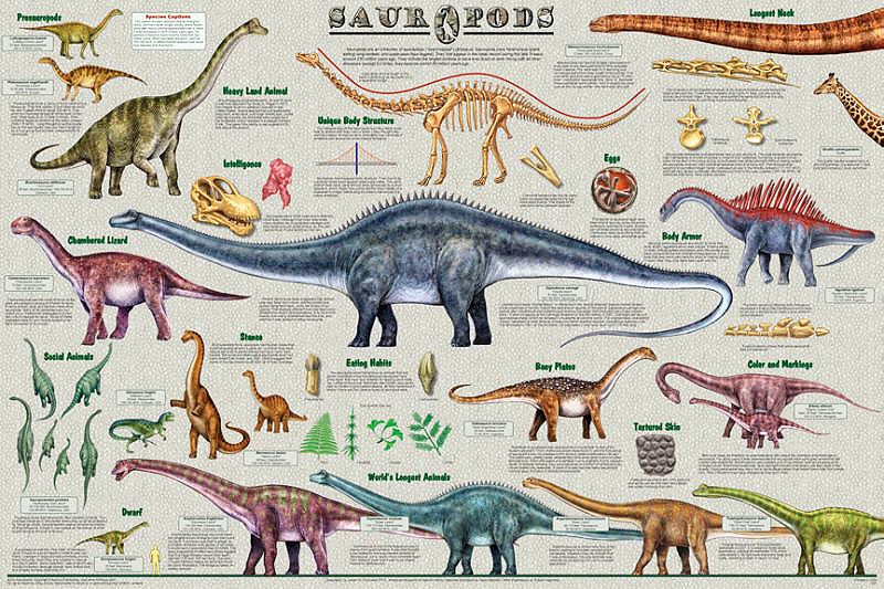 Largest Animals Chart